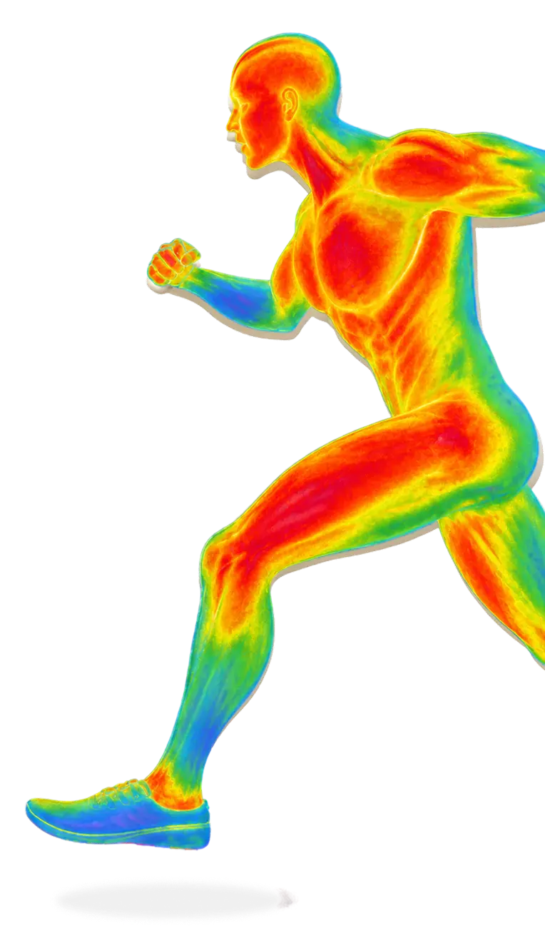 human body
